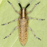 Agapanthia villosoviridescens (10–22 mm)