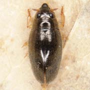 Orectochilus villosus (5–7 mm)