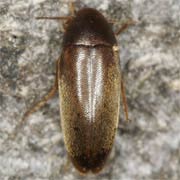 Anisoxya fuscula (2.5–4 mm)