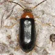 Conopalpus brevicollis (3.5–4 mm)
