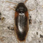 Hallomenus axillaris (2.5–3 mm)