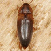 Hallomenus binotatus (3.5–6 mm)