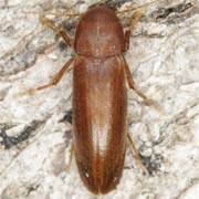 Phloiotrya vaudoueri (8–14 mm)