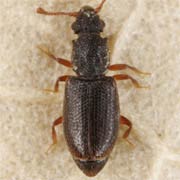 Monotoma picipes (1.9–2.5 mm)