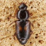 Carpophilus sexpustulatus (2–3.5 mm)