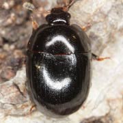 Cyllodes ater (3.5–4.7 mm)