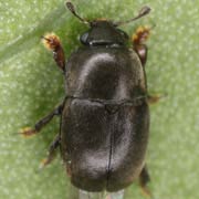 Meligethes obscurus (1.6–2.2 mm)