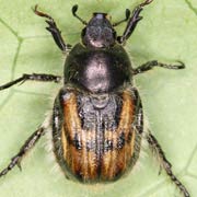 Anisoplia villosa (10–11 mm)