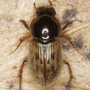 Aphodius contaminatus (5–6.5 mm)