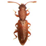 Silvanus unidentatus (2.4–2.8 mm)