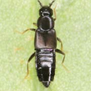 Atheta episcopalis (3–3.5 mm)