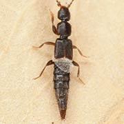Pseudomedon obsoletus (3–3.7 mm)