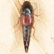 Sepedophilus marshami (3.8–4.8 mm)