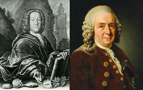 Johann Jakob Scheuchzer (links) und Carl von Linné