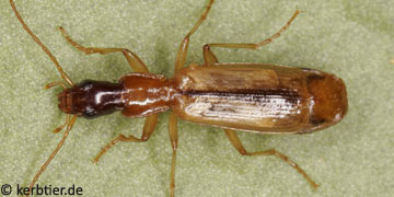 Dromius longiceps