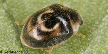 Clitostethus arcuatus