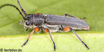 Phytoecia pustulata