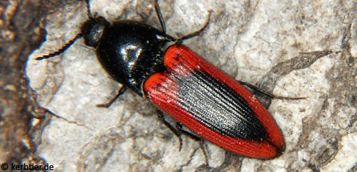 Ampedus sanguinolentus C