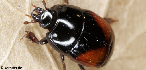 Atholus bimaculatus C