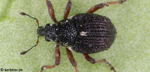 Neophytobius quadrinodosus B