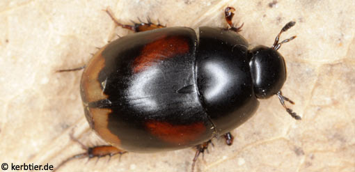 Sphaeridium scarabaeoides