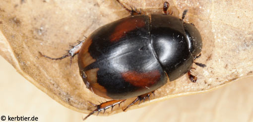 Sphaeridium scarabaeoides B