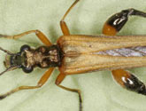 Oedemeridae