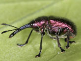 Rhynchitidae