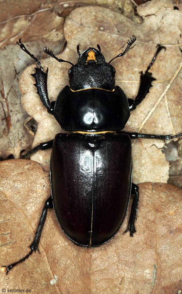 Fotoübersicht der Lucanidae (Schröter) Deutschlands ...