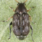Bruchidius pusillus