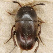 Ptomaphagus subvillosus