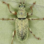 Phyllobius argentatus