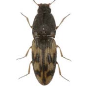 Negastrius sabulicola