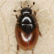 Cercyon melanocephalus (2.2–3 mm)