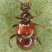 Brachygluta haematica