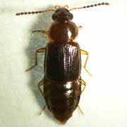 Phyllodrepoidea crenata